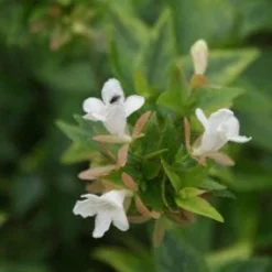 Abelia (Abelia Grandiflora 'Sherwood') -Tuin Stek Verkoop 20120215153917 2