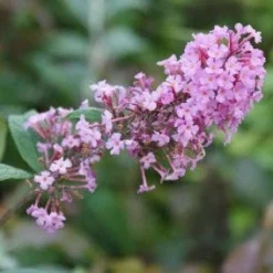 Vlinderstruik (Buddleja Davidii 'Pink Delight') -Tuin Stek Verkoop 20120215162826 3