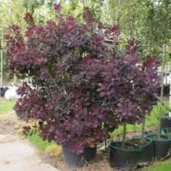 Pruikenboom Als Struik (Cotinus Coggygria 'Royal Purple') 11 Pruikenboom Als Struik (Cotinus Coggygria 'Royal Purple') -Tuin Stek Verkoop 20120216092431 15
