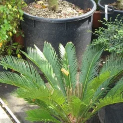 Cycaspalm (Cycas Revoluta) -Tuin Stek Verkoop 20120216093012 5