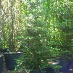 Koreaanse Zilverspar (Abies Koreana) 29 Koreaanse Zilverspar (Abies Koreana) -Tuin Stek Verkoop 20120216113327 6