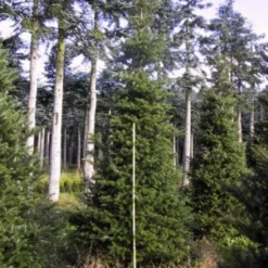 Koreaanse Zilverspar (Abies Koreana) 28 Koreaanse Zilverspar (Abies Koreana) -Tuin Stek Verkoop 20120216113423 6