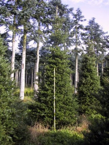 Koreaanse Zilverspar (Abies Koreana) 13 Koreaanse Zilverspar (Abies Koreana) - Afbeelding 13