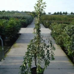 Exochorda (Exochorda Macrantha 'The Bride') -Tuin Stek Verkoop 20120217134755 30 6