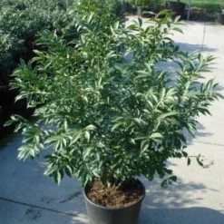 Kardinaalshoed (Euonymus Alatus 'Compactus') 13 Kardinaalshoed (Euonymus Alatus 'Compactus') -Tuin Stek Verkoop 20120217135206 12