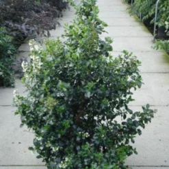Escallonia (Escallonia 'Iveyi') -Tuin Stek Verkoop 20120217135540 3