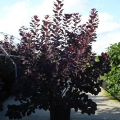 Pruikenboom Als Struik (Cotinus Coggygria 'Royal Purple') 10 Pruikenboom Als Struik (Cotinus Coggygria 'Royal Purple') -Tuin Stek Verkoop 20120218101140 15