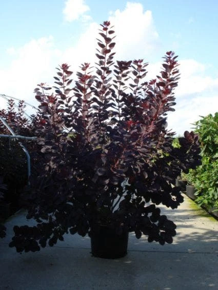 Pruikenboom Als Struik (Cotinus Coggygria 'Royal Purple') 2 Pruikenboom Als Struik (Cotinus Coggygria 'Royal Purple') - Afbeelding 2