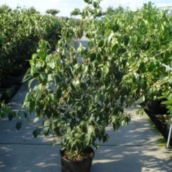 Japanse Kornoelje (Cornus Kousa) -Tuin Stek Verkoop 20120218102230 60 12