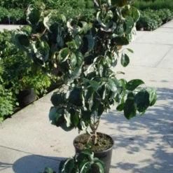 Amerikaanse Kornoelje (Cornus Florida 'Rubra') -Tuin Stek Verkoop 20120218102305 7