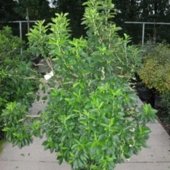 Schijnels (Clethra Alnifolia)