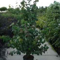 Katsoera Als Struik (Cercidiphyllum Japonicum) -Tuin Stek Verkoop 20120218104650 35 7