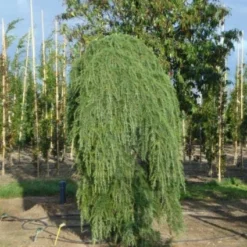 Treurceder (Cedrus Deodara 'Pendula') -Tuin Stek Verkoop 20120218104745 13