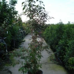 Schoonvrucht (Callicarpa Bodinieri 'Profusion') -Tuin Stek Verkoop 20120218105422 30 6