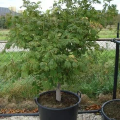 Japanse Esdoorn (Acer Japonicum 'Aconitifolium') -Tuin Stek Verkoop 20120218111902 10