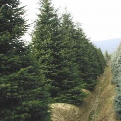 Nordmann-spar (Abies Nordmanniana) 16 Nordmann-spar (Abies Nordmanniana) -Tuin Stek Verkoop 20120219160156 21