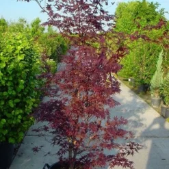 Japanse Esdoorn (Acer Palmatum 'Atropurpureum') -Tuin Stek Verkoop 20120219161852 9