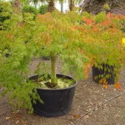 Japanse Esdoorn (Acer Palmatum 'Dissectum') -Tuin Stek Verkoop 20120219170606 11