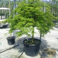 Japanse Esdoorn (Acer Palmatum 'Dissectum') 31 Japanse Esdoorn (Acer Palmatum 'Dissectum') -Tuin Stek Verkoop 20120219170629 11 1