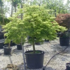 Japanse Esdoorn (Acer Palmatum 'Dissectum') -Tuin Stek Verkoop 20120219170657 11