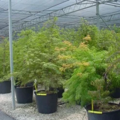 Japanse Esdoorn (Acer Palmatum 'Dissectum') 34 Japanse Esdoorn (Acer Palmatum 'Dissectum') -Tuin Stek Verkoop 20120219170727 11 1