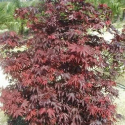 Japanse Esdoorn (Acer Palmatum 'Fireglow') -Tuin Stek Verkoop 20120220091027 11