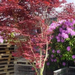 Japanse Esdoorn (Acer Palmatum 'Fireglow') -Tuin Stek Verkoop 20120220091058 11