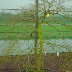 Japanse Esdoorn (Acer Palmatum 'Ornatum') -Tuin Stek Verkoop 20120220092604 11