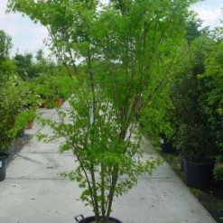 Japanse Esdoorn (Acer Palmatum) -Tuin Stek Verkoop 20120220092844 11