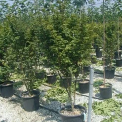 Japanse Esdoorn (Acer Palmatum) -Tuin Stek Verkoop 20120220093454 11