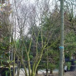 Japanse Esdoorn (Acer Palmatum) -Tuin Stek Verkoop 20120220093531 11