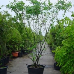 Krentenboom Als Struik (Amelanchier Lamarckii) -Tuin Stek Verkoop 20120220100746 13