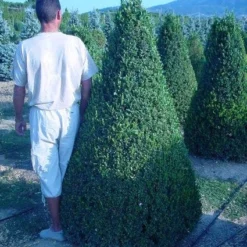 Buxus Als Pyramide (Buxus Sempervirens)