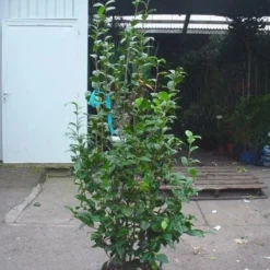 Camelia (Camellia, Rood) -Tuin Stek Verkoop 20120220112520 60 12