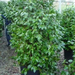 Camelia (Camellia, Rood) -Tuin Stek Verkoop 20120220112609 60 12