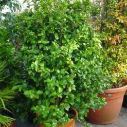 Camelia (Camellia, Rose) -Tuin Stek Verkoop 20120220112744 20 4