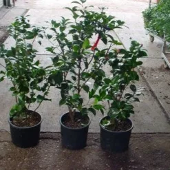 Camelia (Camellia, Rood) -Tuin Stek Verkoop 20120220112914 60 12