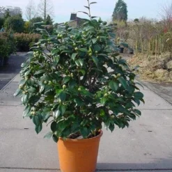 Camelia (Camellia, Rose) -Tuin Stek Verkoop 20120220113012 20 4
