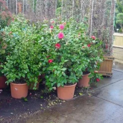 Camelia (Camellia, Rose) -Tuin Stek Verkoop 20120220113125 20 4