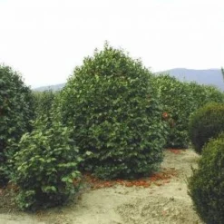 Camelia (Camellia, Rood) -Tuin Stek Verkoop 20120220113515 24 12 12