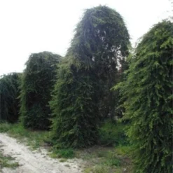 Treurceder (Cedrus Deodara 'Pendula') -Tuin Stek Verkoop 20120220142152 13