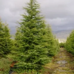 Libanonceder (Cedrus Libani) 8 Libanonceder (Cedrus Libani) -Tuin Stek Verkoop 20120220143126 17 1