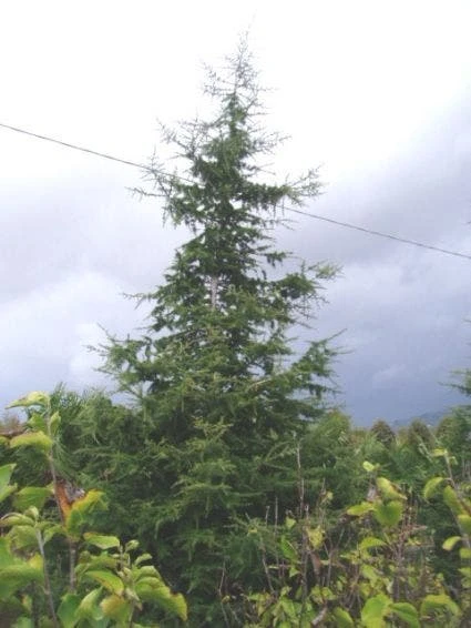 Libanonceder (Cedrus Libani) 4 Libanonceder (Cedrus Libani) - Afbeelding 4