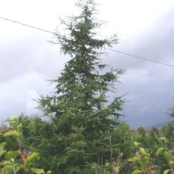 Libanonceder (Cedrus Libani) -Tuin Stek Verkoop 20120220143307 17