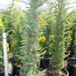 Zuilvormige Ceder (Cedrus Libani 'Fastigiata') -Tuin Stek Verkoop 20120220143513 11