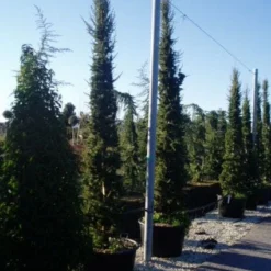 Zuilvormige Ceder (Cedrus Libani 'Fastigiata') -Tuin Stek Verkoop 20120220143621 11