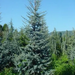 Atlasceder (Cedrus Libani 'Glauca') -Tuin Stek Verkoop 20120220143717 23