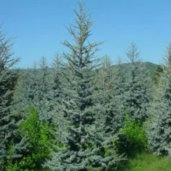 Atlasceder (Cedrus Libani 'Glauca') -Tuin Stek Verkoop 20120220143808 23