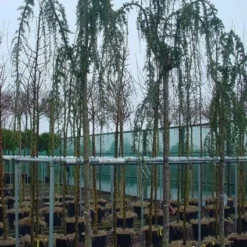 Treurceder Als Boom (Cedrus Libani 'Glauca Pendula') -Tuin Stek Verkoop 20120220143948 9