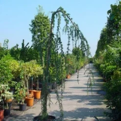 Treurceder Als Boom (Cedrus Libani 'Glauca Pendula') -Tuin Stek Verkoop 20120220144034 9